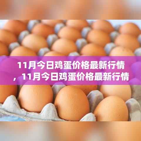 11月鸡蛋价格最新行情解析,多方观点交织的思考