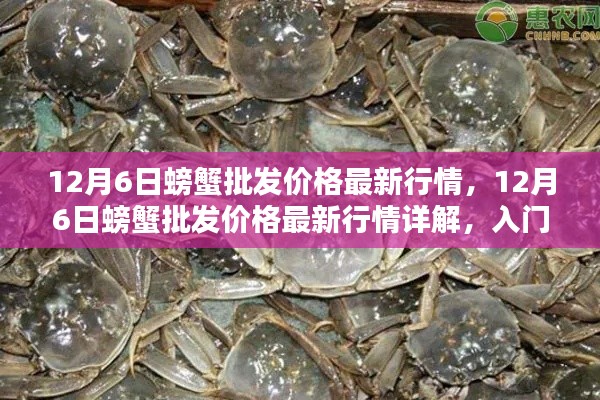 12月6日螃蟹批发价格最新行情,12月6日螃蟹批发价格最新行情详解,入门指南与关键步骤