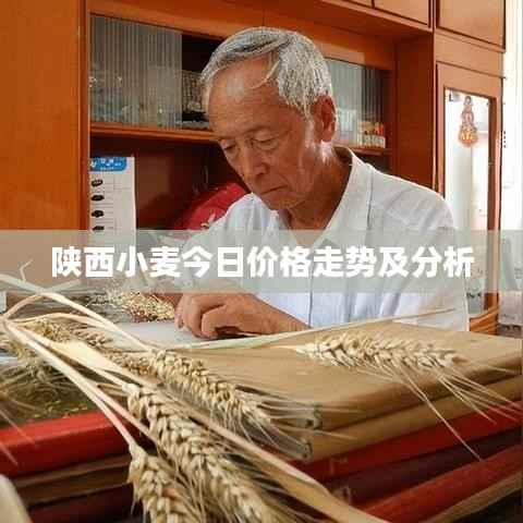 陕西小麦今日价格走势及分析