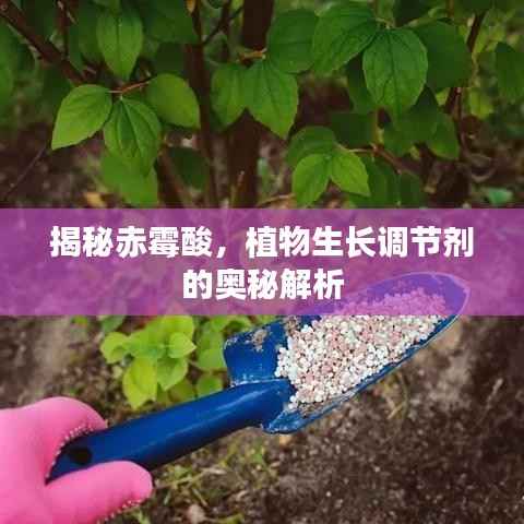 揭秘赤霉酸,植物生长调节剂的奥秘解析