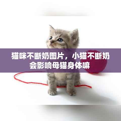 猫咪不断奶图片,小猫不断奶会影响母猫身体嘛